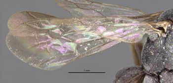 Media type: image;   Entomology 26776 Aspect: Wing front